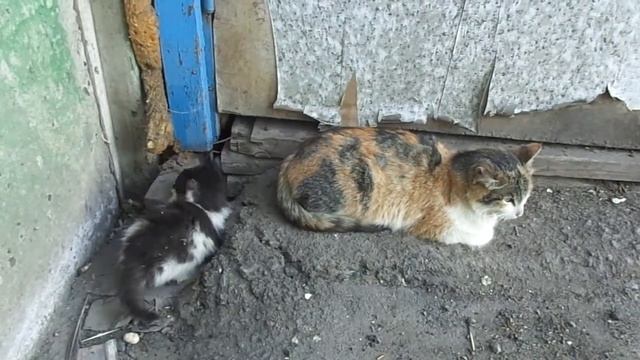 КОТЯТА ДАРЁНЫ ЖИВУТ НА МУСОРКЕ, ЖИЗНЬ БЕЗДОМНЫХ КОШЕК ГОРОДА ЭКИБАСТУЗА.