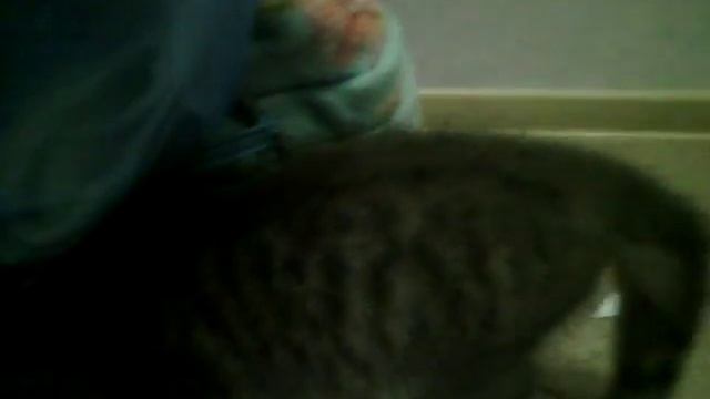 Наш милый котик или как приручить кота!