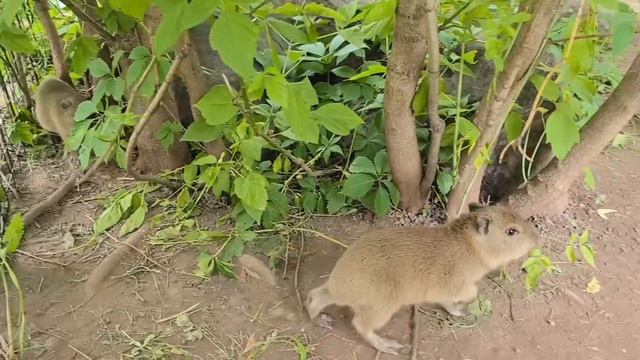 🥰Московский зоопарк показал детенышей капибары, появившихся на свет чуть меньше двух недель назад🥰