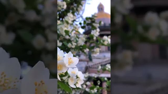 Цветение жасмина у Исаакиевского собора Аромат потрясающий  питер цветы лето2024