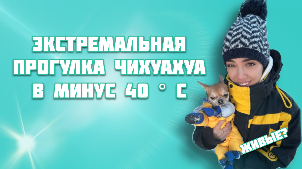 Чихуахуа гуляет в -40 ? Собака гуляет в -40?