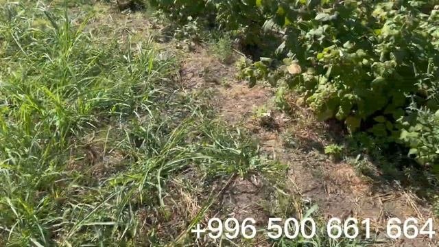 Полана сорту полька сортунан эмнеси менен айырмаланып турат