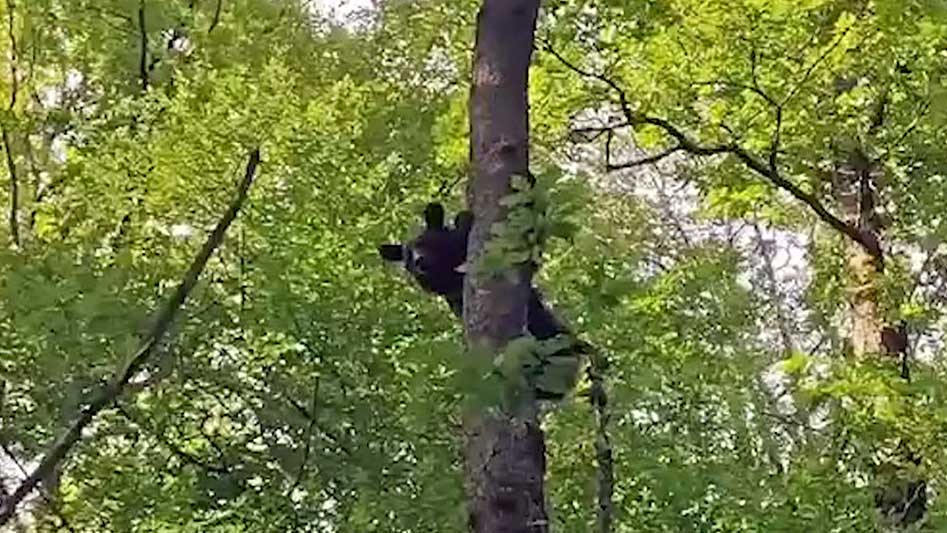 В Сочи грибник напугал медведя и загнал его на дерево