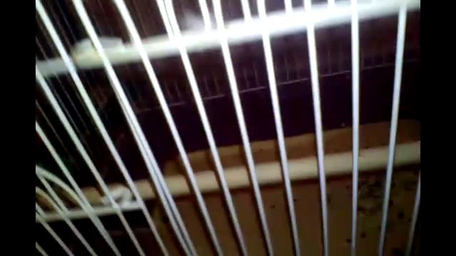 как ухаживать за неразлучником попугая.mp4