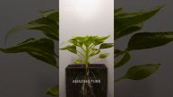 Life Cycle Of Sunflower #timelapse #shortsvideo #whatsappstatus