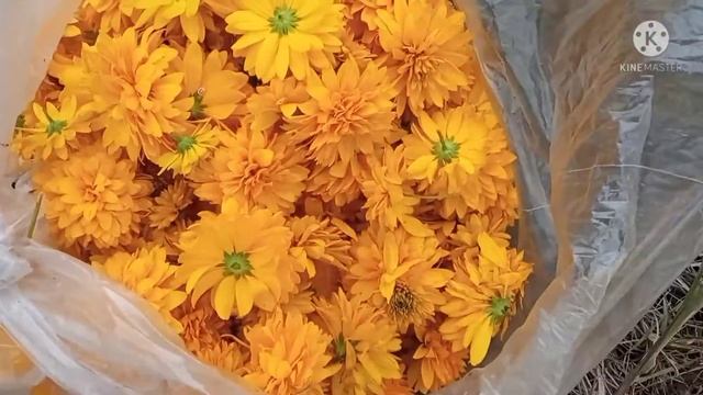 золотой шар и его лечебные свойства