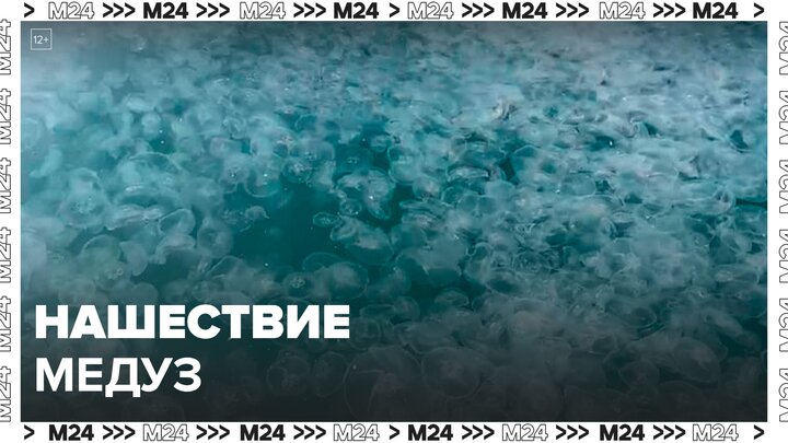 Большое скопление медуз заметили в Черном море - Москва 24
