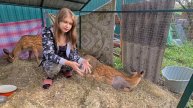Новости об оленях и благодарности видео