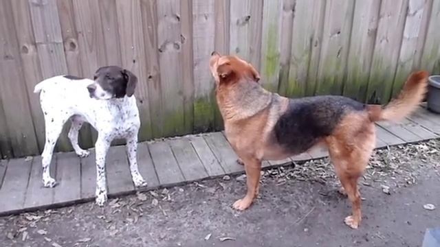 JAKE & STALLION