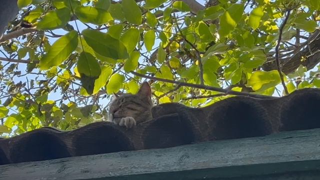 Кошечка уснула на крыше