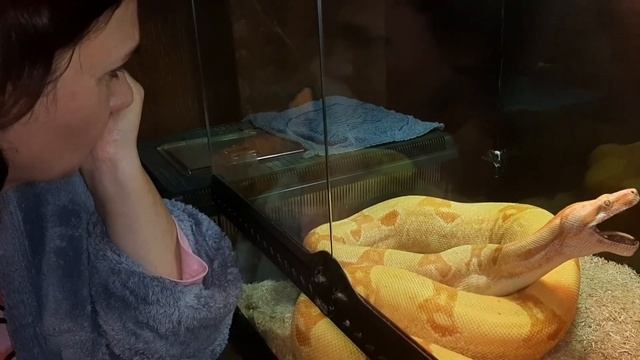 Кормление императорского удава Клеопатра. Feeding the imperial boa constrictor Kleopatra. ( 3 years