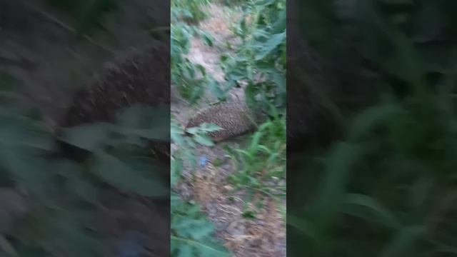 ёжик 🦔