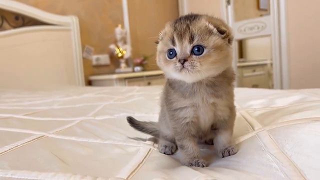 Шотландская вислоухая кошечка