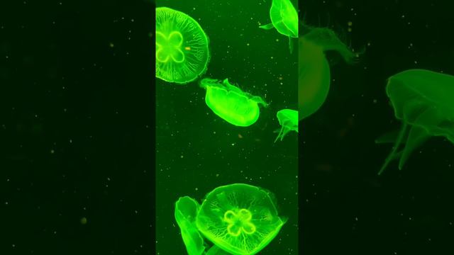Светящиеся медузы на Филиппинах