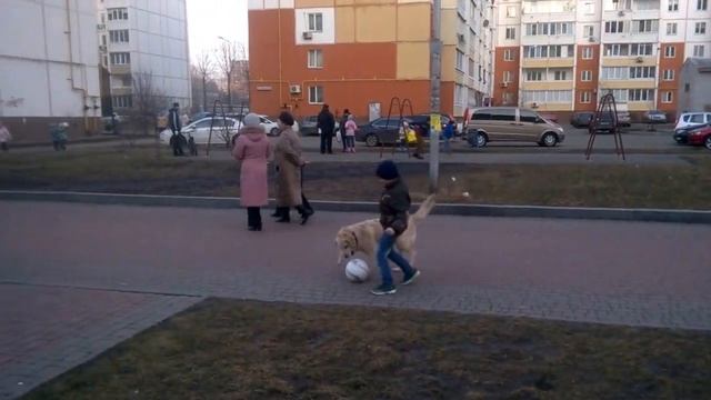 Собака Лабрадор и ребенок футбол )