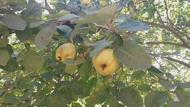 Гостевой дом у Надежды, станица Есенская (Краснодарский край) 2019 год.