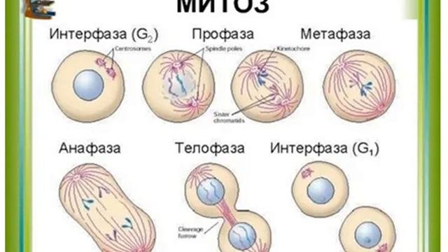 Формы размножения организмов