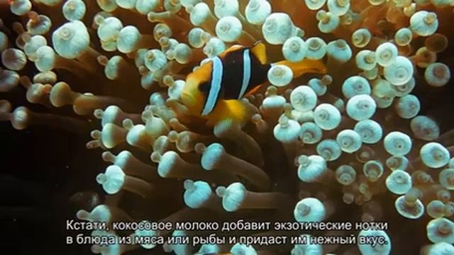 5 главных ингредиентов тайской кухни, которые добавят вкуса вашим блюдам