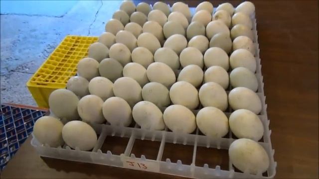 180+ Duck Eggs Into The Hatcher & More Muscovy Ducklings Hatching #54 Hatching Ducklings Ducks