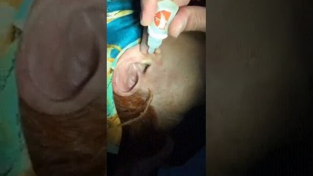 Китайская сороконожка