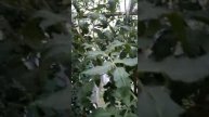 Урожай 2017 помидоры
