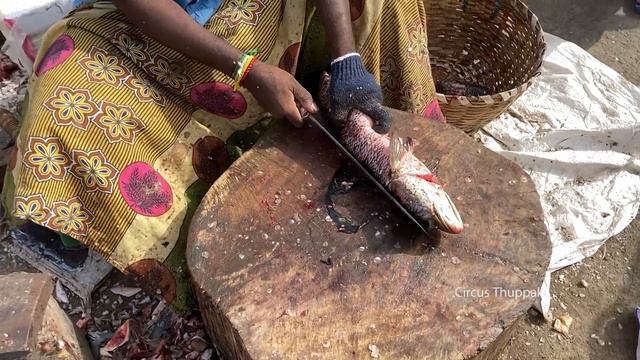 1500 Rs/20 USD, Alive Murrel -Viral Fish Cutting in Kasimedu Fish Market