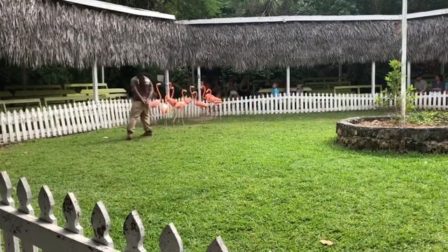 Ardastra Gardens, Zoo and Conservation Centre