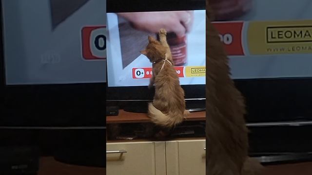 Буся перед телевизором