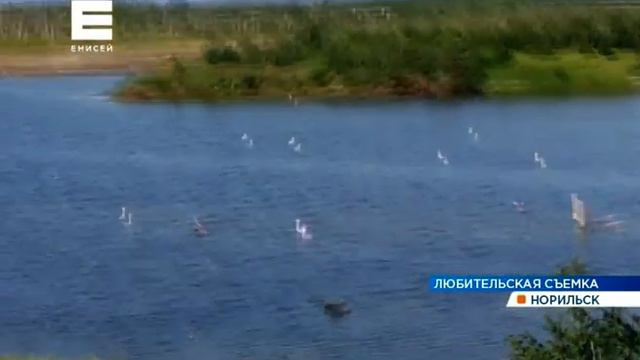 На озере под Норильском очевидцы заметили лебедей
