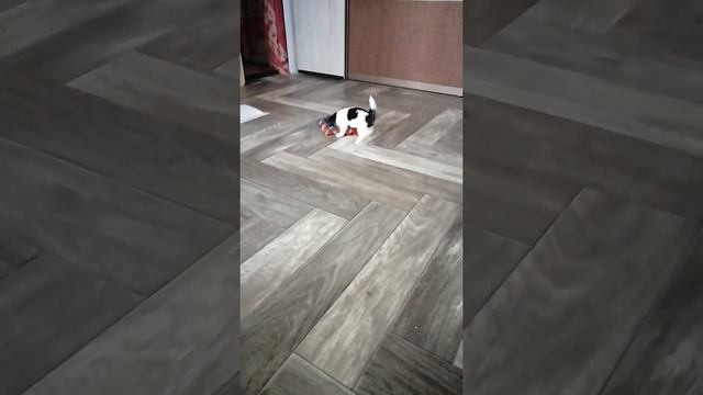 щенок Бивер йорка