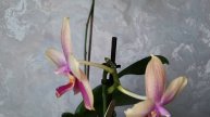 Цветущий апрель 💗 Мои орхидеи фаленопсисы