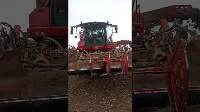 уборка сахар ной свеклы