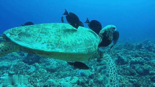 Морские обитатели глубин #черепахи #рыбы #животные #медузы #морскиеживотные