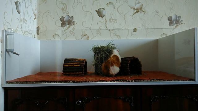 МАМА, ХОЧУ МОРСКУЮ СВИНКУ!!! ДАРИТЬ МОРСКУЮ СВИНКУ ИЛИ НЕ ДАРИТЬ?