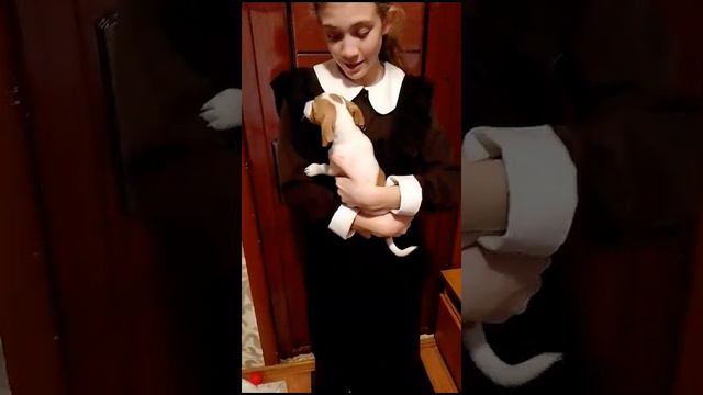 Первый день щенка Бетти дома