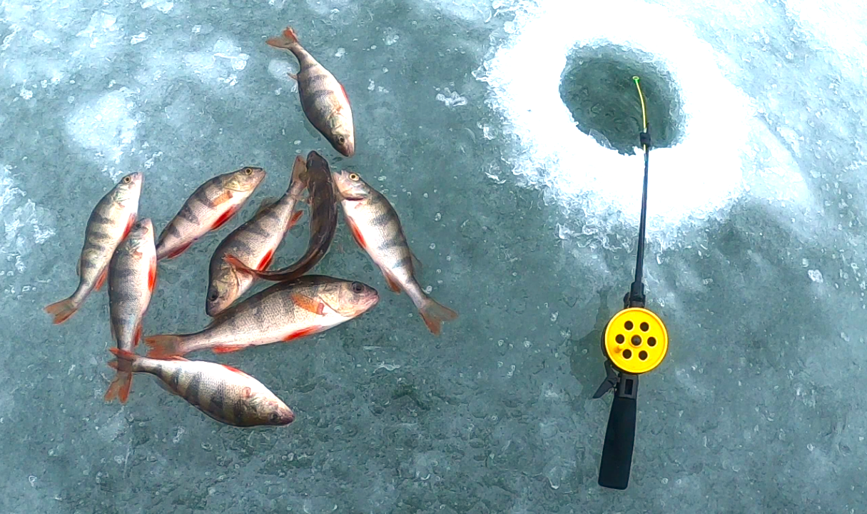 Зимняя рыбалка в январе. Трудовая рыбалка на окуня. Ловля крупного окуня на золотистую мормышку!