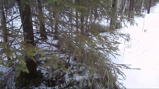 Зимний лес звуки природы