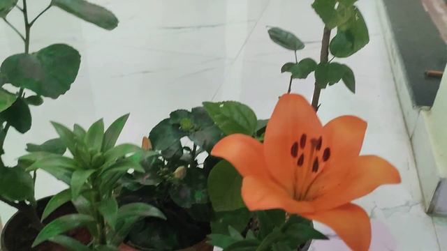 My New year plants shopping 🌸🌷💐🥀🌹🍂🌼🍄🌾☘️🍃🌿🍀🌳🪴🌴🌵 #youtube #plant #garden #shopping #viral #viralvideo