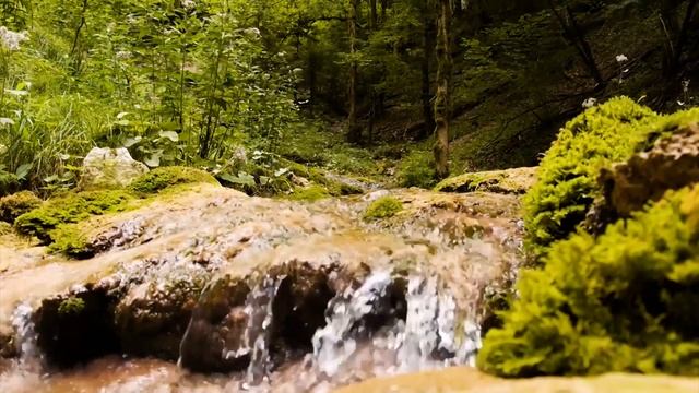 Peaceful music, Relaxing music, Instrumental music "Through the Trees" Tim Janis