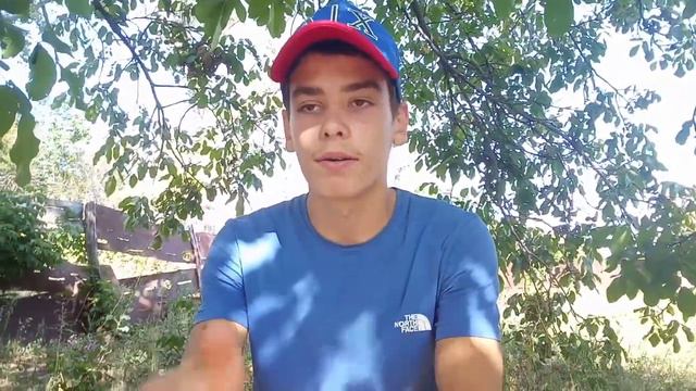 Почему САО одна из постушьих собак.