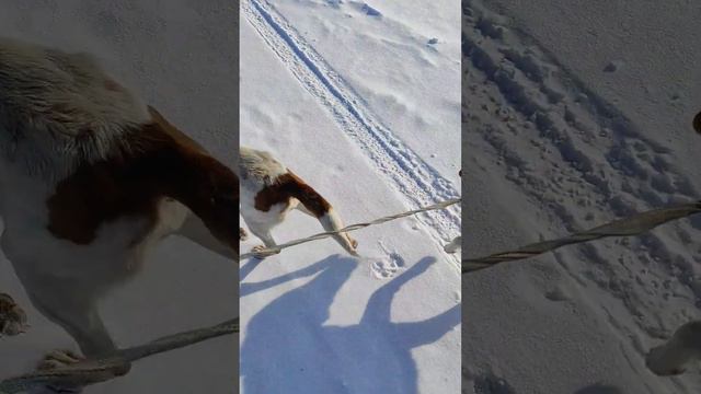 Гончие Гильза и Добыч впервые выходят на охоту. Смычек двух гончих!!!