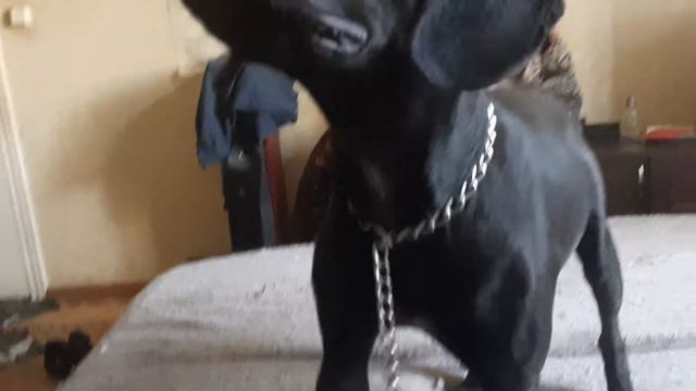 1 июля 2014 @vk.leo_ridge Др Лео Риджбекович Корсокович Ленинградский Рок Клуб Chibo  labrador Rey