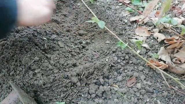 TAYBERRY ( Rubus fruticosus x R. idaeus ) - Razmnožavanje vrhovima izdanaka i izboja - #01