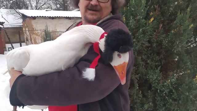 Новогоднее поздравление гусеводов.