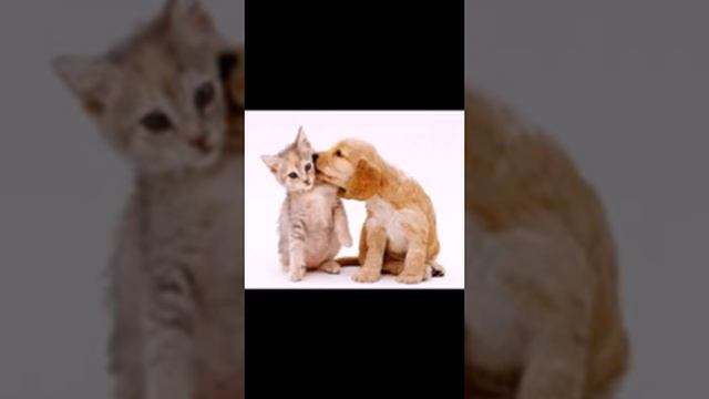 Щенки и котята