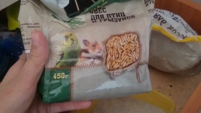 Где лежат все вещи моих грызунов? /Хомячек онлайн