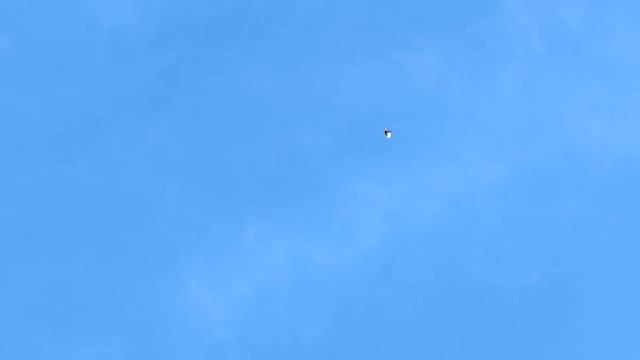 Голуби- все на прогулку у нас весна+12.Doves - all for a walk we have spring + 12