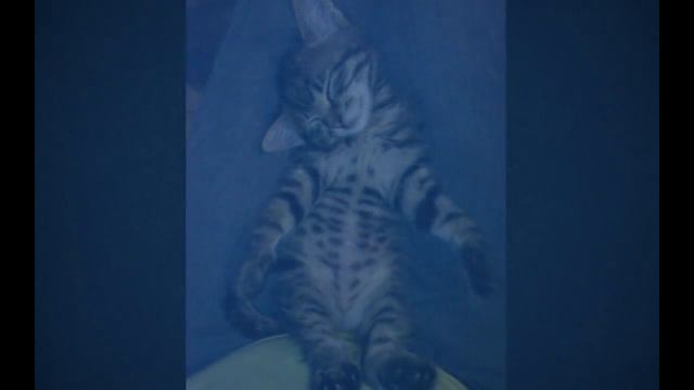 Кот спас котёнка, привел домой и оставил вместо себя!