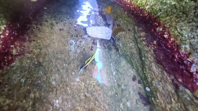 The climate changes suddenly. Rare giant shrimp and crab appeared. delicious crab