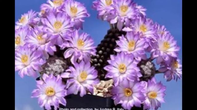 Мое слайд-шоу